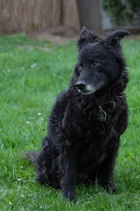Kroatischer Schäferhund Pepper